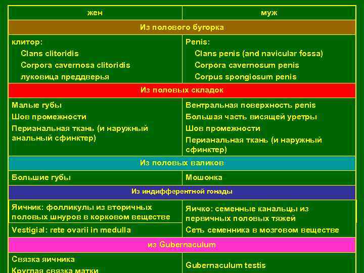жен муж Из полового бугорка клитор: Clans clitoridis Corpora cavernosa clitoridis луковица преддверья Penis: