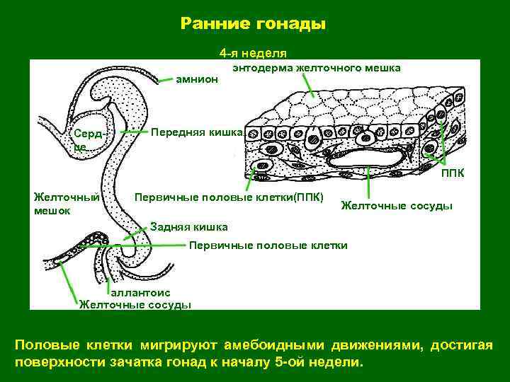 Ранние гонады 4 -я неделя амнион Сердце энтодерма желточного мешка Передняя кишка ППК Желточный