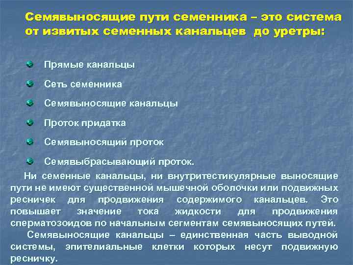 Семявыносящие пути семенника – это система от извитых семенных канальцев до уретры: Прямые канальцы