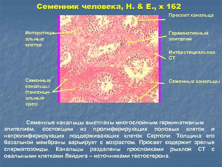 Семенник человека, H. & E. , x 162 Просвет канальца Интерстициальные клетки Герминативный эпителий