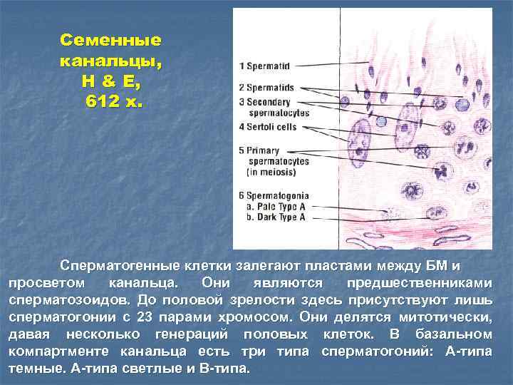 Семенные канальцы, H & E, 612 x. Сперматогенные клетки залегают пластами между БМ и