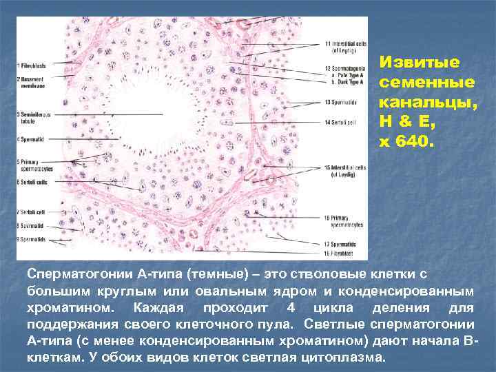 Извитые семенные канальцы, H & E, x 640. Сперматогонии А-типа (темные) – это стволовые