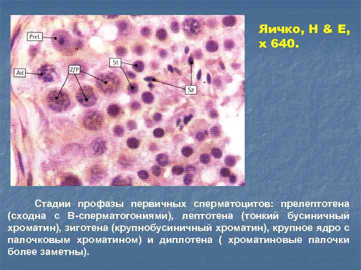 Яичко, H & E, x 640. Стадии профазы первичных сперматоцитов: прелептотена (сходна с В-сперматогониями),