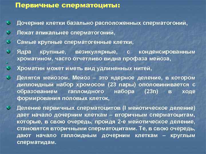 Первичные сперматоциты: Дочерние клетки базально расположенных сперматогоний, Лежат апикальнее сперматогоний, Самые крупные сперматогенные клетки,