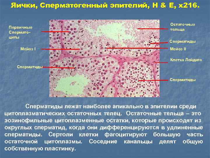 Яички, Сперматогенный эпителий, H & E, x 216. Первичные Сперматоциты Мейоз I Остаточные тельца