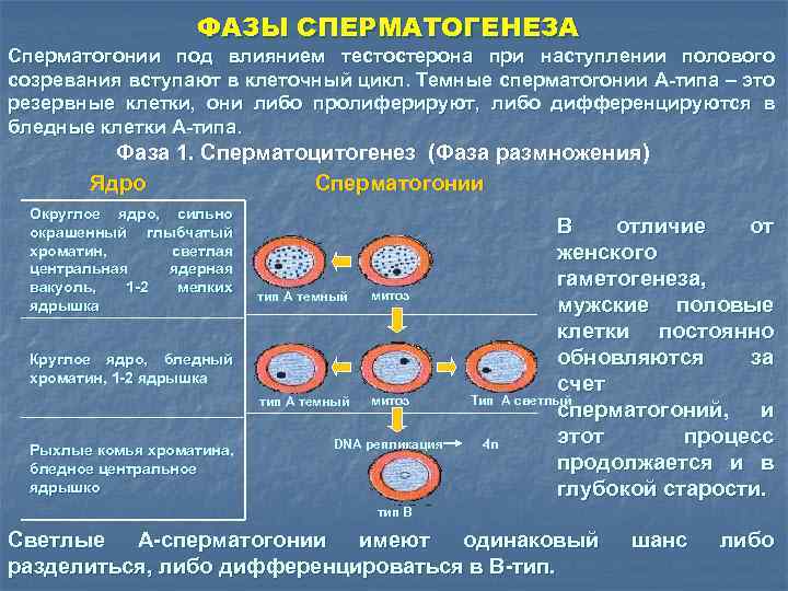 ФАЗЫ СПЕРМАТОГЕНЕЗА Сперматогонии под влиянием тестостерона при наступлении полового созревания вступают в клеточный цикл.