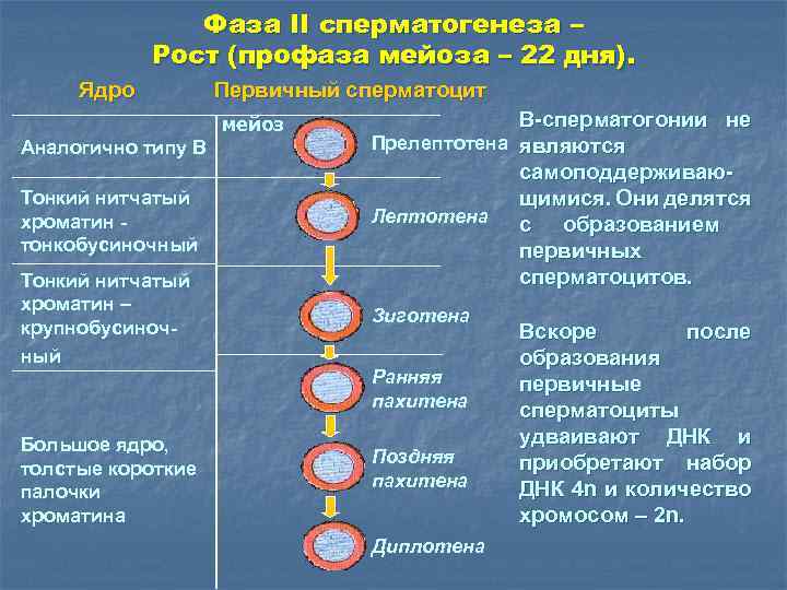 Фаза II сперматогенеза – Рост (профаза мейоза – 22 дня). Ядро Первичный сперматоцит мейоз