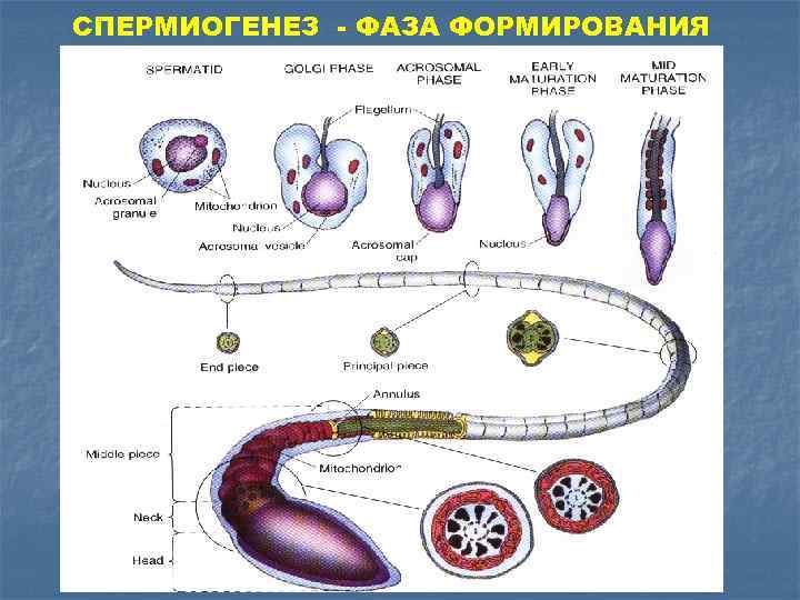 Фаза формирования. Период формирования спермиогенез. Спермиогенез стадии. Развитие сперматозоидов стадии развития.