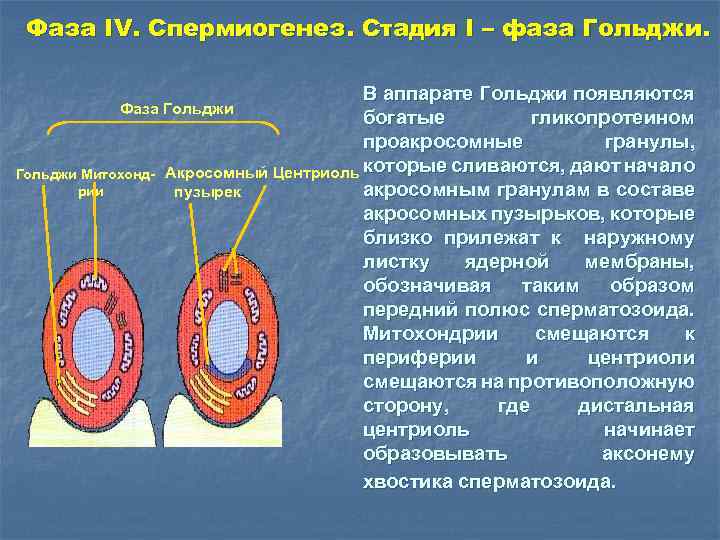 Фаза IV. Спермиогенез. Стадия I – фаза Гольджи. В аппарате Гольджи появляются Фаза Гольджи