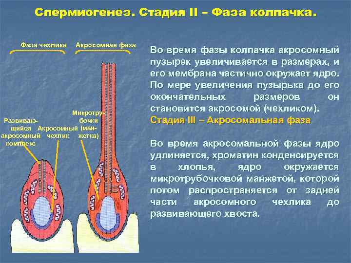 Спермиогенез. Стадия II – Фаза колпачка. Фаза чехлика Акросомная фаза Микротрубочки Развивающийся Акросомный (манжетка)