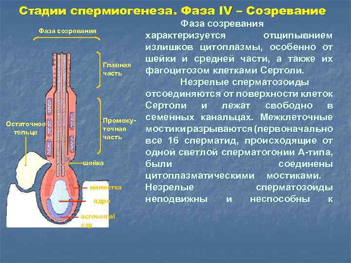 Стадии спермиогенеза. Фаза IV – Созревание Фаза созревания Главная часть Остаточное тельце Промежуточная часть