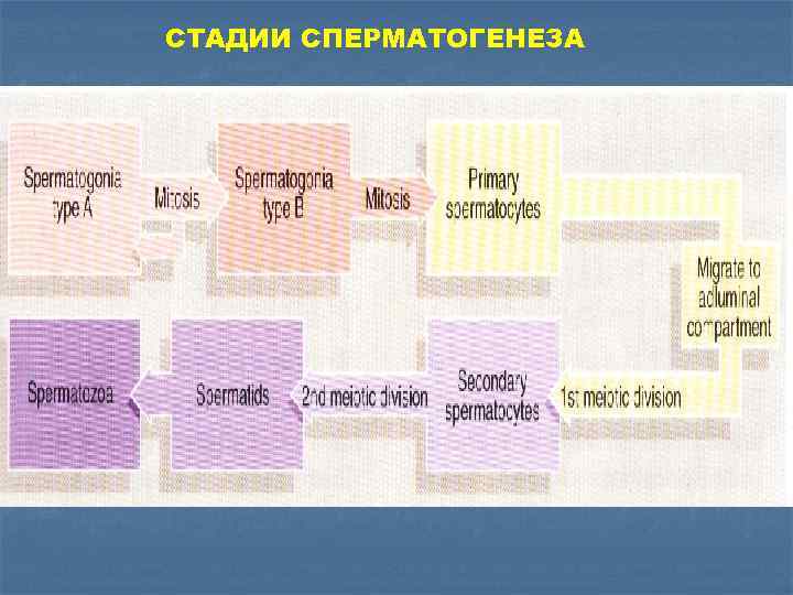 СТАДИИ СПЕРМАТОГЕНЕЗА 