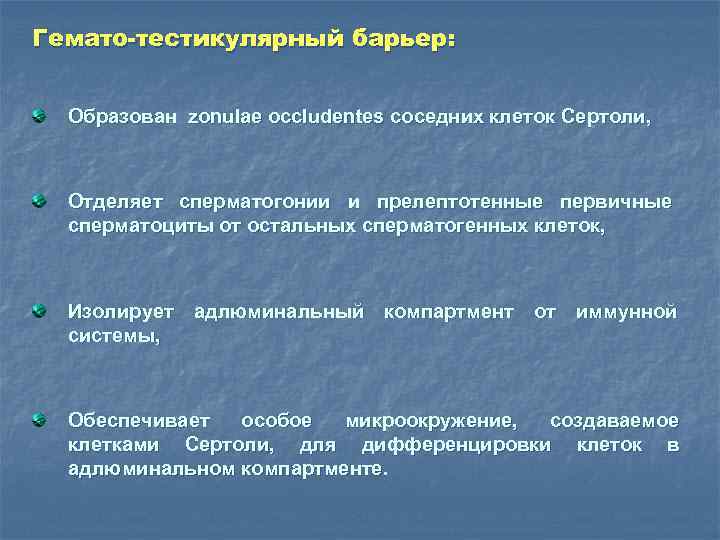 Гемато-тестикулярный барьер: Образован zonulae occludentes соседних клеток Сертоли, Отделяет сперматогонии и прелептотенные первичные сперматоциты