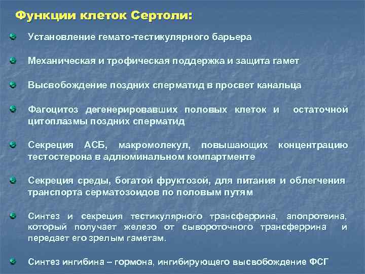 Функции клеток Сертоли: Установление гемато-тестикулярного барьера Механическая и трофическая поддержка и защита гамет Высвобождение