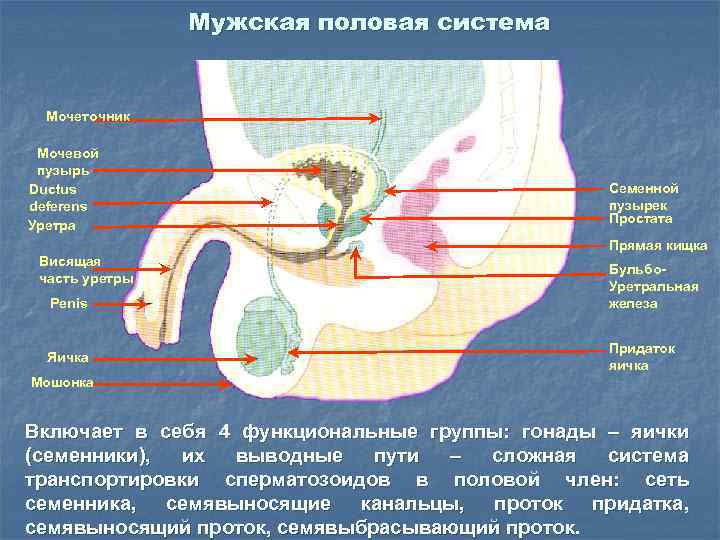 Мужская половая система Мочеточник Мочевой пузырь Ductus deferens Уретра Семенной пузырек Простата Прямая кищка