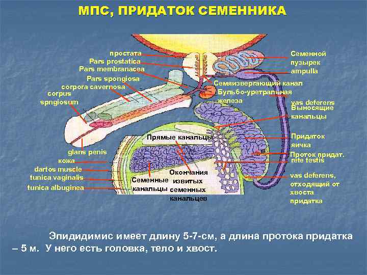 МПС, ПРИДАТОК СЕМЕННИКА простата Pars prostatica Pars membranacea Pars spongiosa corpora cavernosa corpus spngiosum