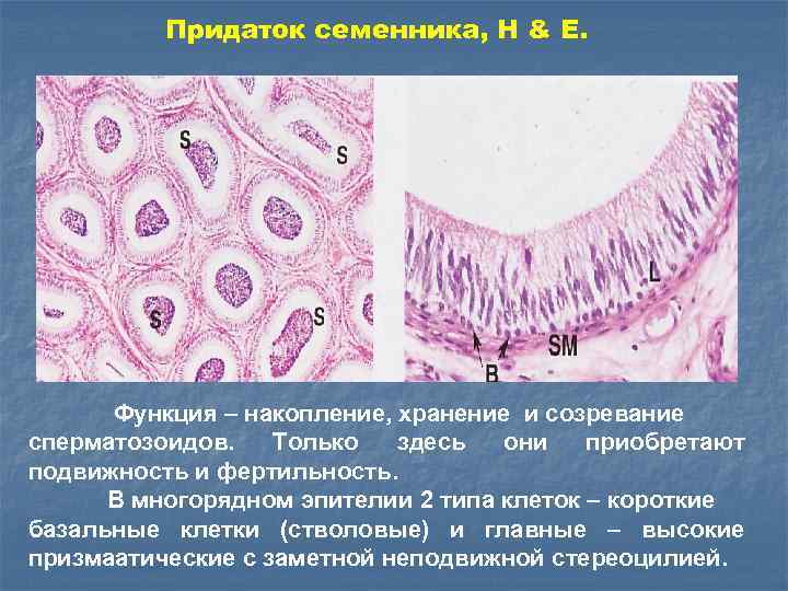 Придаток семенника, H & E. Функция – накопление, хранение и созревание сперматозоидов. Только здесь