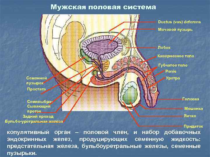 Мужская половая система Ductus (vas) deferens Мочевой пузырь Лобок Кавернозное тело Губчатое тело Penis