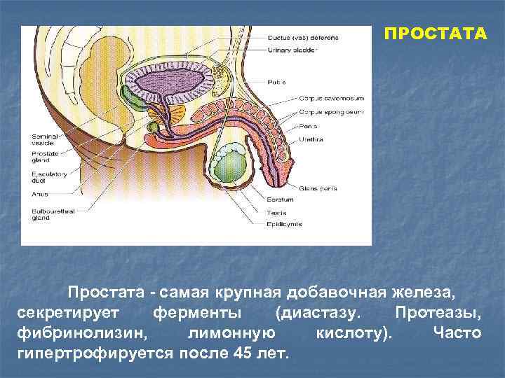 ПРОСТАТА Простата - самая крупная добавочная железа, секретирует ферменты (диастазу. Протеазы, фибринолизин, лимонную кислоту).