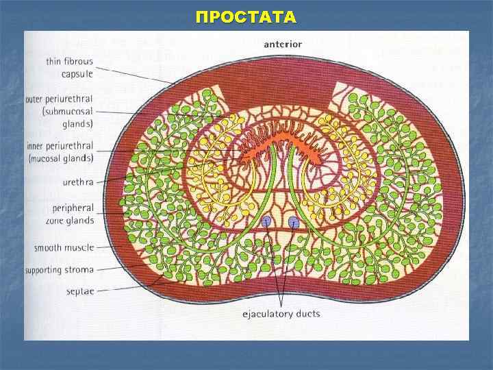 ПРОСТАТА 