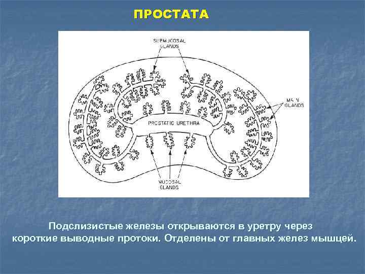 ПРОСТАТА Подслизистые железы открываются в уретру через короткие выводные протоки. Отделены от главных желез