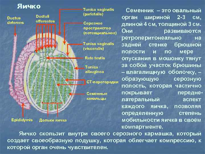 Яичко Семенник – это овальный Ductuli орган шириной 2 -3 см, Ductus efferentes deferens