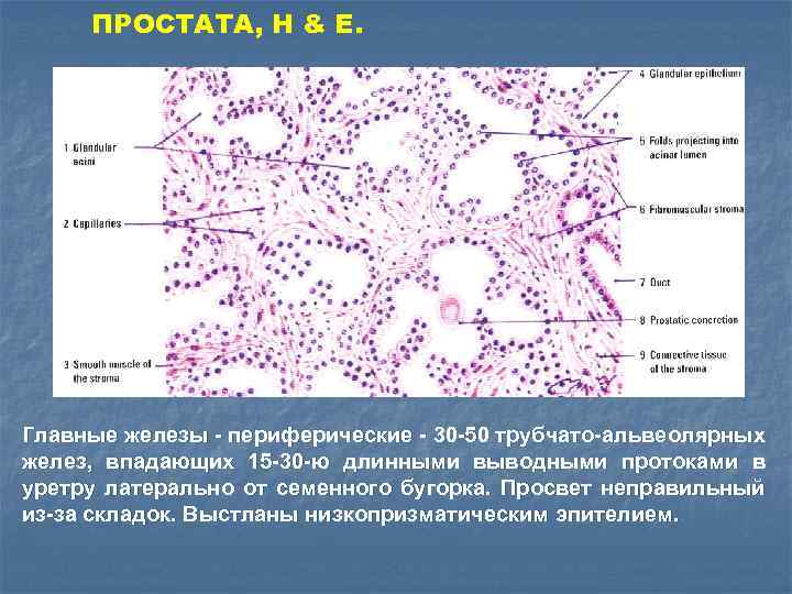 Главная железа