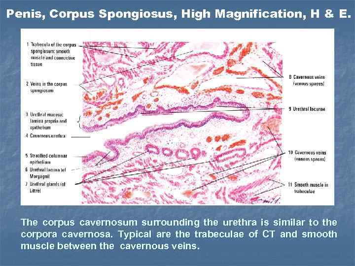 Penis, Corpus Spongiosus, High Magnification, H & E. The corpus cavernosum surrounding the urethra