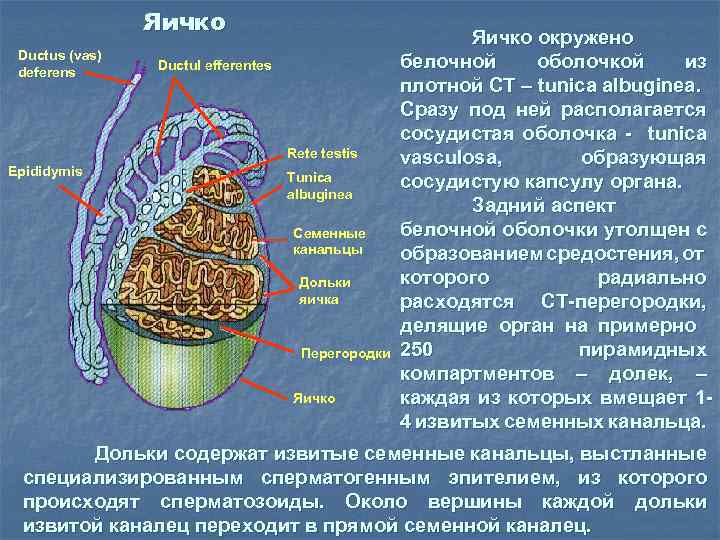 Яичко Ductus (vas) deferens Ductul efferentes Rete testis Epididymis Tunica albuginea Семенные канальцы Дольки