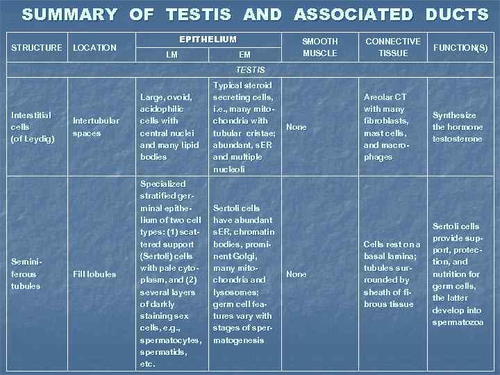 SUMMARY OF TESTIS AND ASSOCIATED DUCTS STRUCTURE LOCATION EPITHELIUM LM EM SMOOTH MUSCLE CONNECTIVE