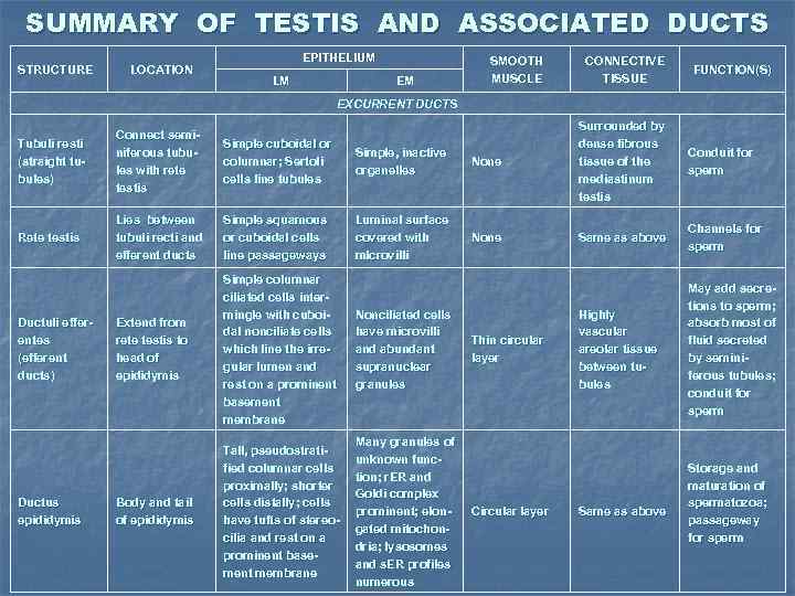 SUMMARY OF TESTIS AND ASSOCIATED DUCTS STRUCTURE LOCATION EPITHELIUM LM EM SMOOTH MUSCLE CONNECTIVE