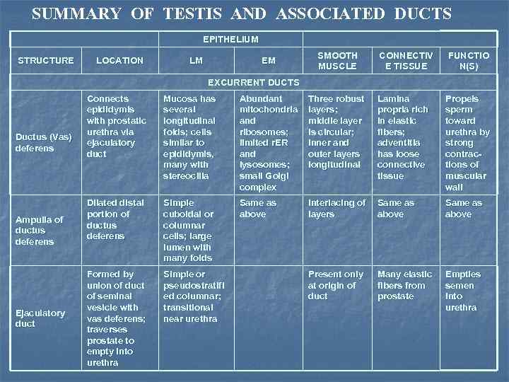 SUMMARY OF TESTIS AND ASSOCIATED DUCTS EPITHELIUM STRUCTURE LOCATION LM EM SMOOTH MUSCLE CONNECTIV