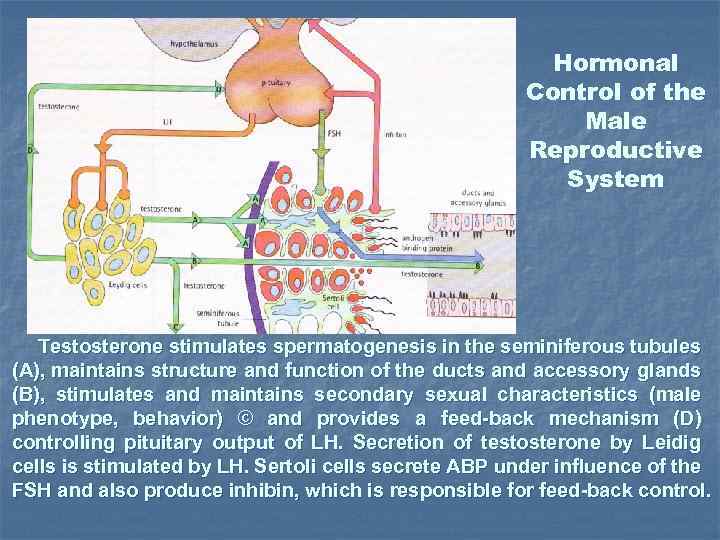 Hormonal Control of the Male Reproductive System Testosterone stimulates spermatogenesis in the seminiferous tubules