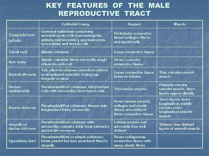 KEY FEATURES OF THE MALE REPRODUCTIVE TRACT Epithelial Lining Support Muscle Seminiferous tubule Germinal