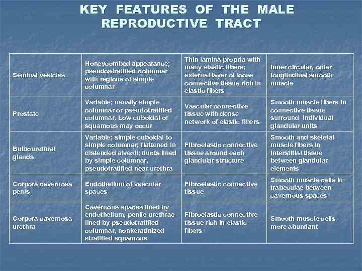 KEY FEATURES OF THE MALE REPRODUCTIVE TRACT Seminal vesicles Honeycombed appearance; pseudostratified columnar with