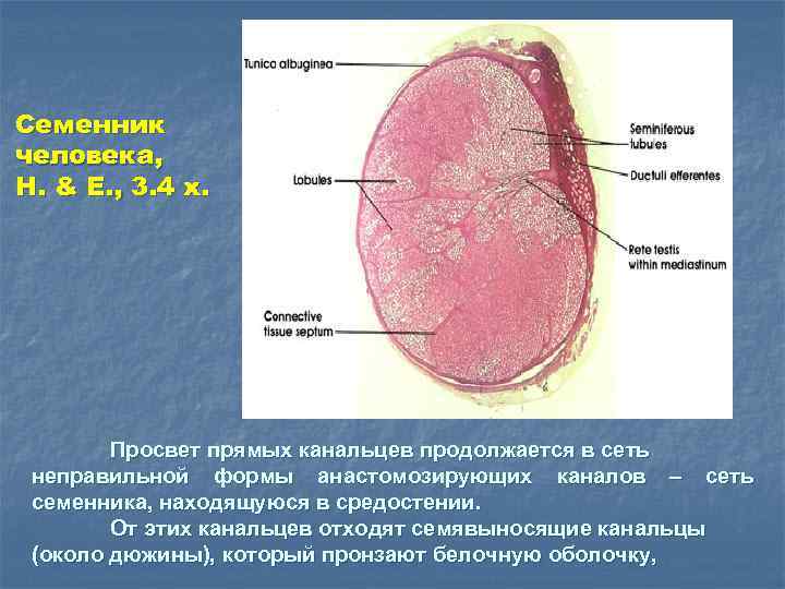 Семенник человека, H. & E. , 3. 4 x. Просвет прямых канальцев продолжается в