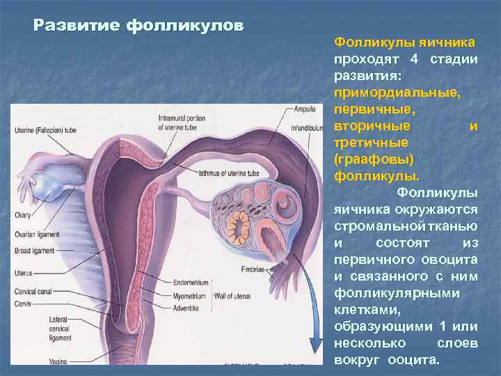 Женские половые органы фото и описание