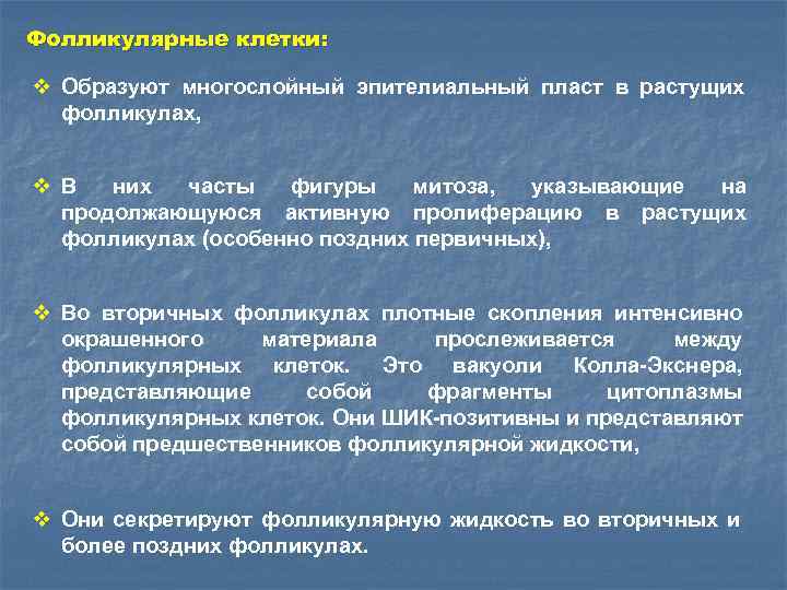 Фолликулярные клетки: v Образуют многослойный эпителиальный пласт в растущих фолликулах, v В них часты