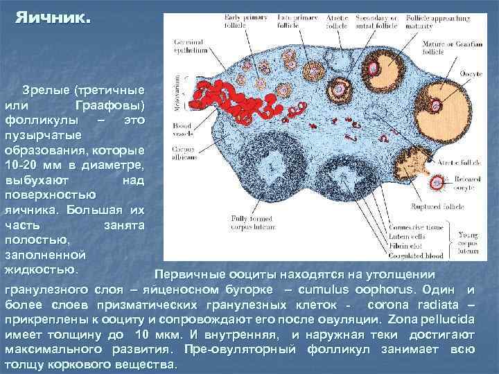 Фолликулы в яичниках что это