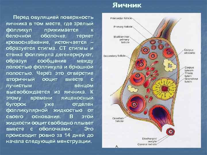 Яичник Перед овуляцией поверхность яичника в том месте, где зрелый фолликул прижимается к белочной