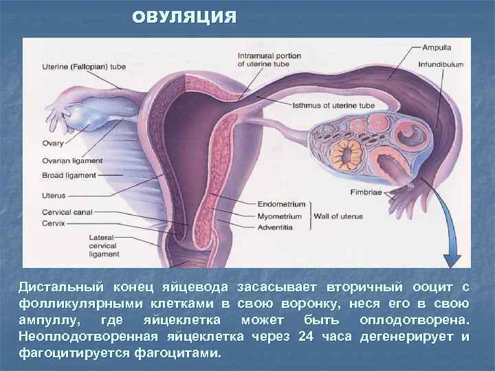 ОВУЛЯЦИЯ Дистальный конец яйцевода засасывает вторичный ооцит с фолликулярными клетками в свою воронку, неся