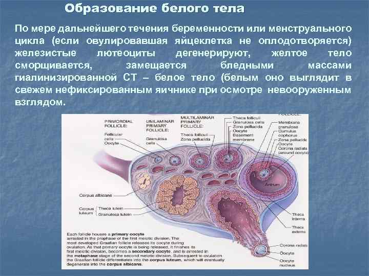 Что такое белое тело