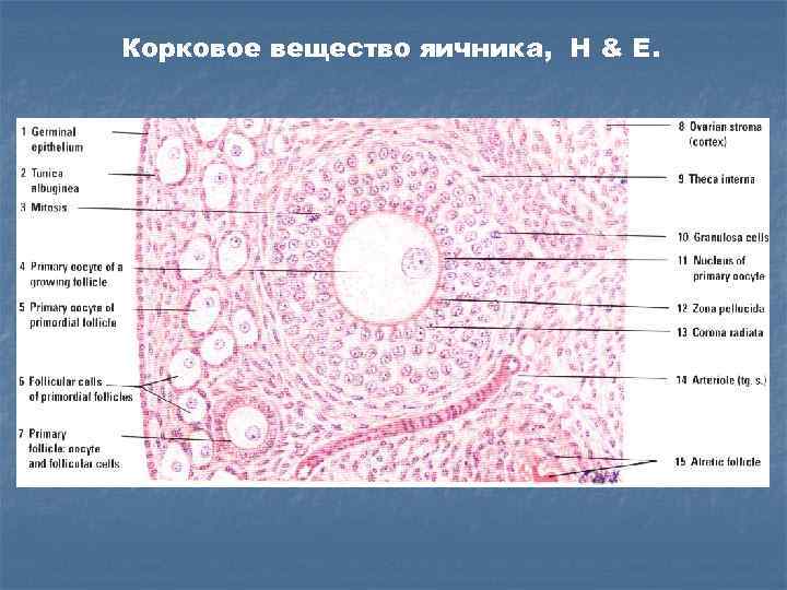 Молочная железа схема гистология