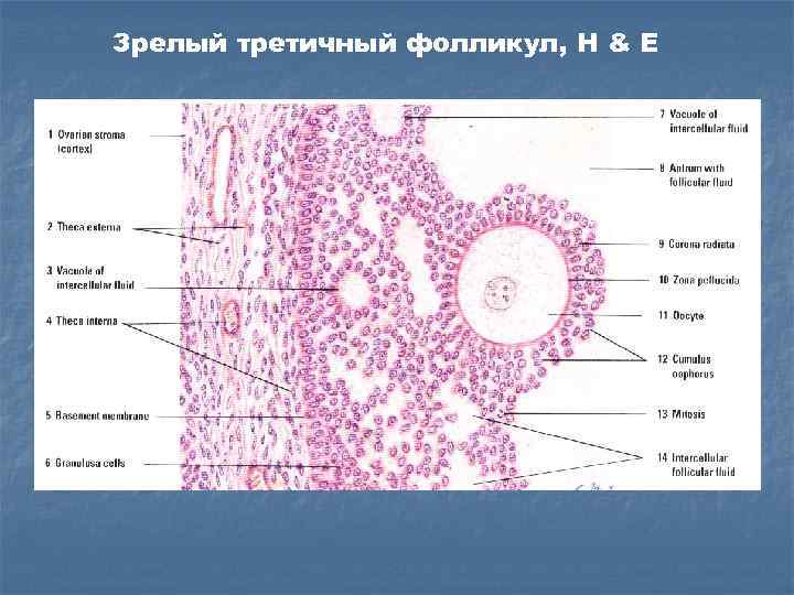 Половая система гистология презентация