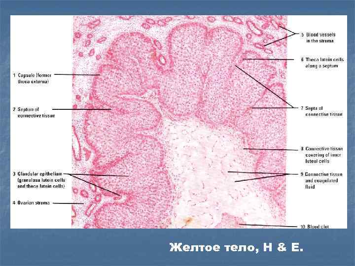 Желтое тело, H & E. 