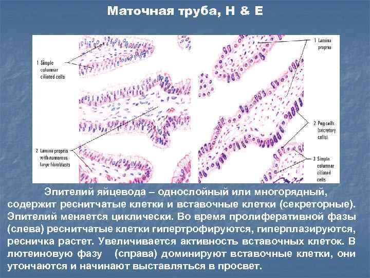 Маточная труба, H & E Эпителий яйцевода – однослойный или многорядный, содержит реснитчатые клетки