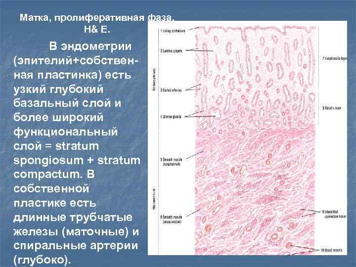 Эндометрия стенок матки. Компактный и спонгиозный слой эндометрия гистология. Слизистая оболочка эндометрия. Эпителий матки гистология. Функциональный слой эндометрия гистология.