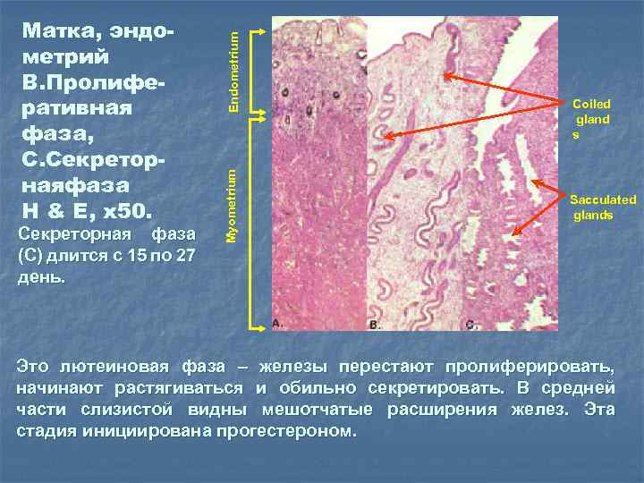 Эндометрий фазы ранней секреции
