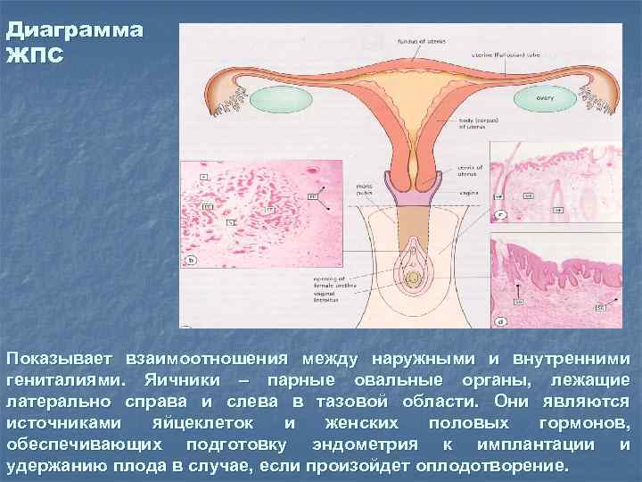 Лекция по теме Гистология: женская половая система 