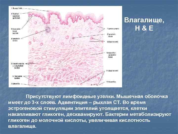 Влагалище, H&E Присутствуют лимфоидные узелки. Мышечная оболочка имеет до 3 -х слоев. Адвентиция –